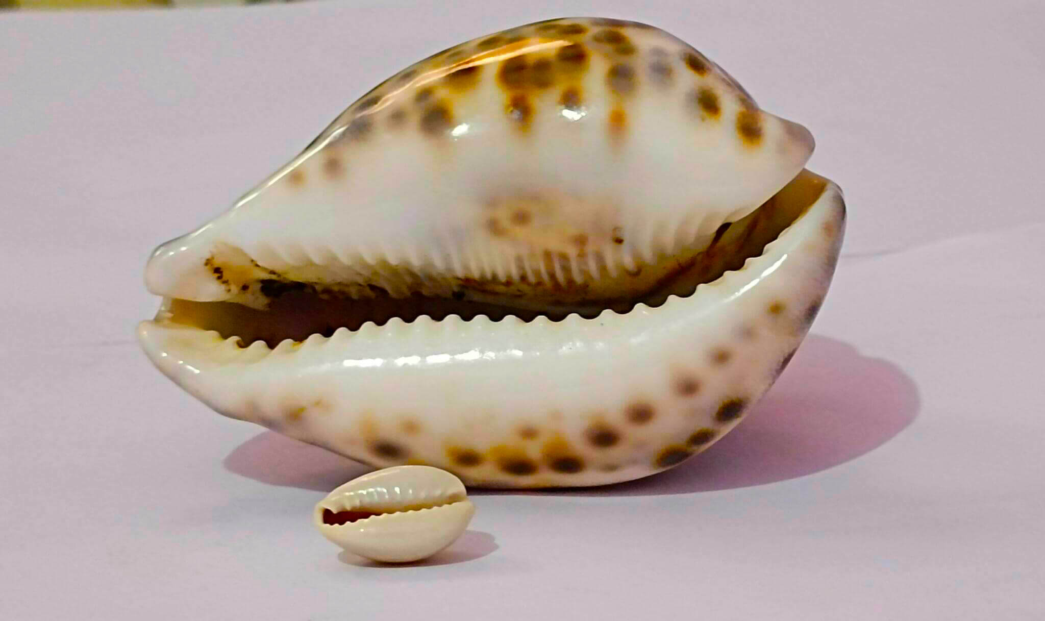 cowrie shells as money