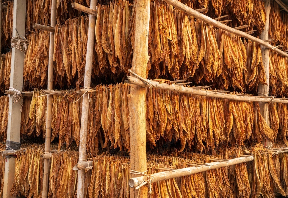tobacco as money